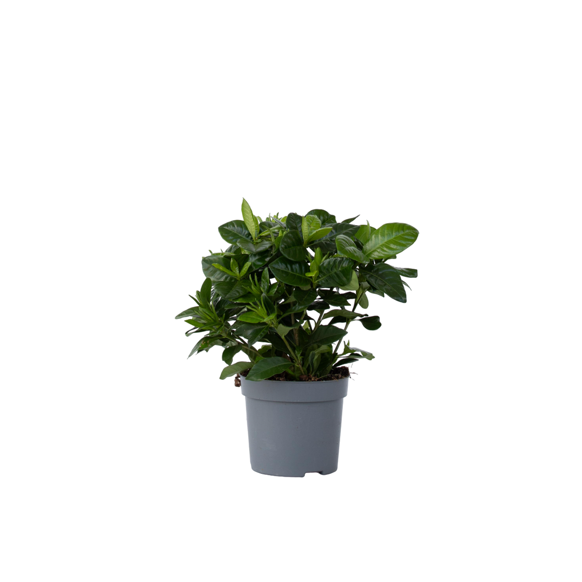 Cape Jasmine - Gardenia Jasminoides - Height 20-30cm - ⌀13cm | Set of 1 | White