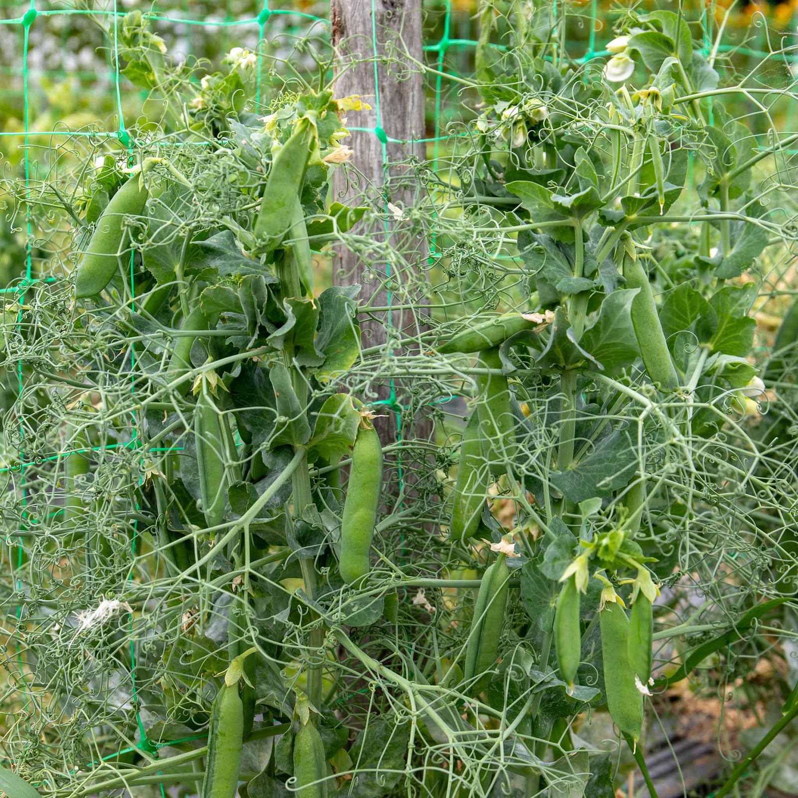 Pea 'ruselargo' – Maincrop, Disease-resistant (multi-sown ) | 12 x Plug Plants | Green