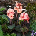 Canna Lily 'cannova Bronze Peach' Plant | 1 x 2L | Multi
