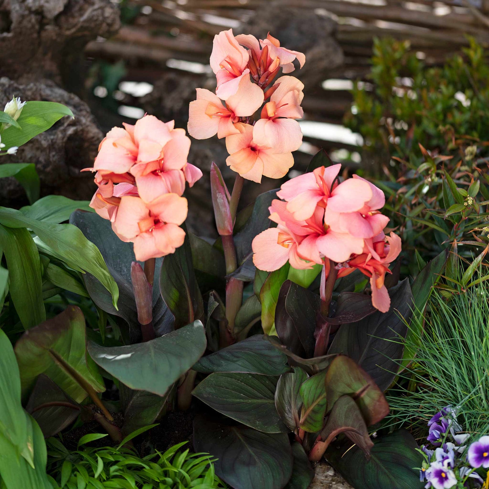 Canna Lily 'cannova Bronze Peach' Plant | 1 x 2L | Multi