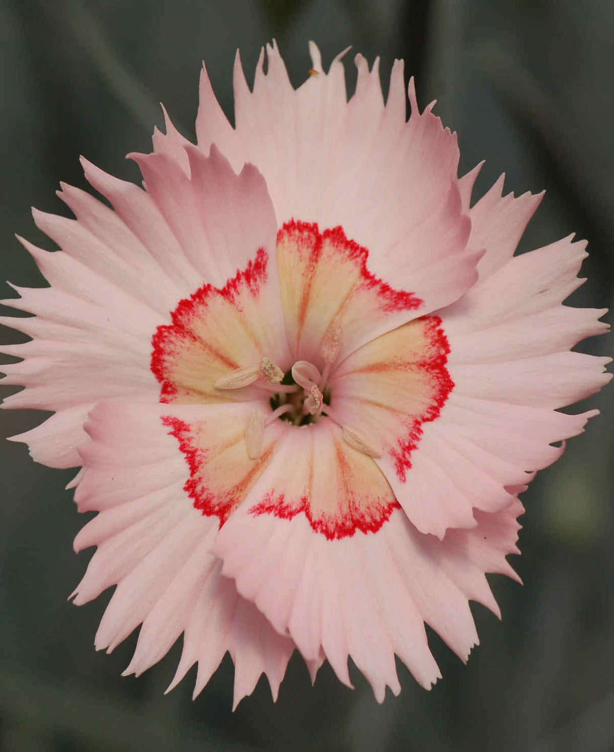Dianthus ‘cocktail Collection’ - Plug Plants | Set of 15 | Multi
