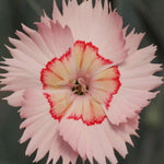Dianthus ‘cocktail Collection’ - Plug Plants | Set-of-3 | Multi