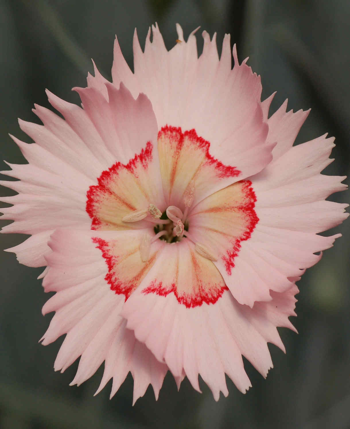 Dianthus ‘cocktail Collection’ - Plug Plants | Set-of-3 | Multi
