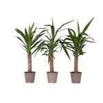 Common Yucca - 3 Pcs. - Yucca Elephantipes - Height 50-60cm - ⌀14cm | Set of 3 | Green