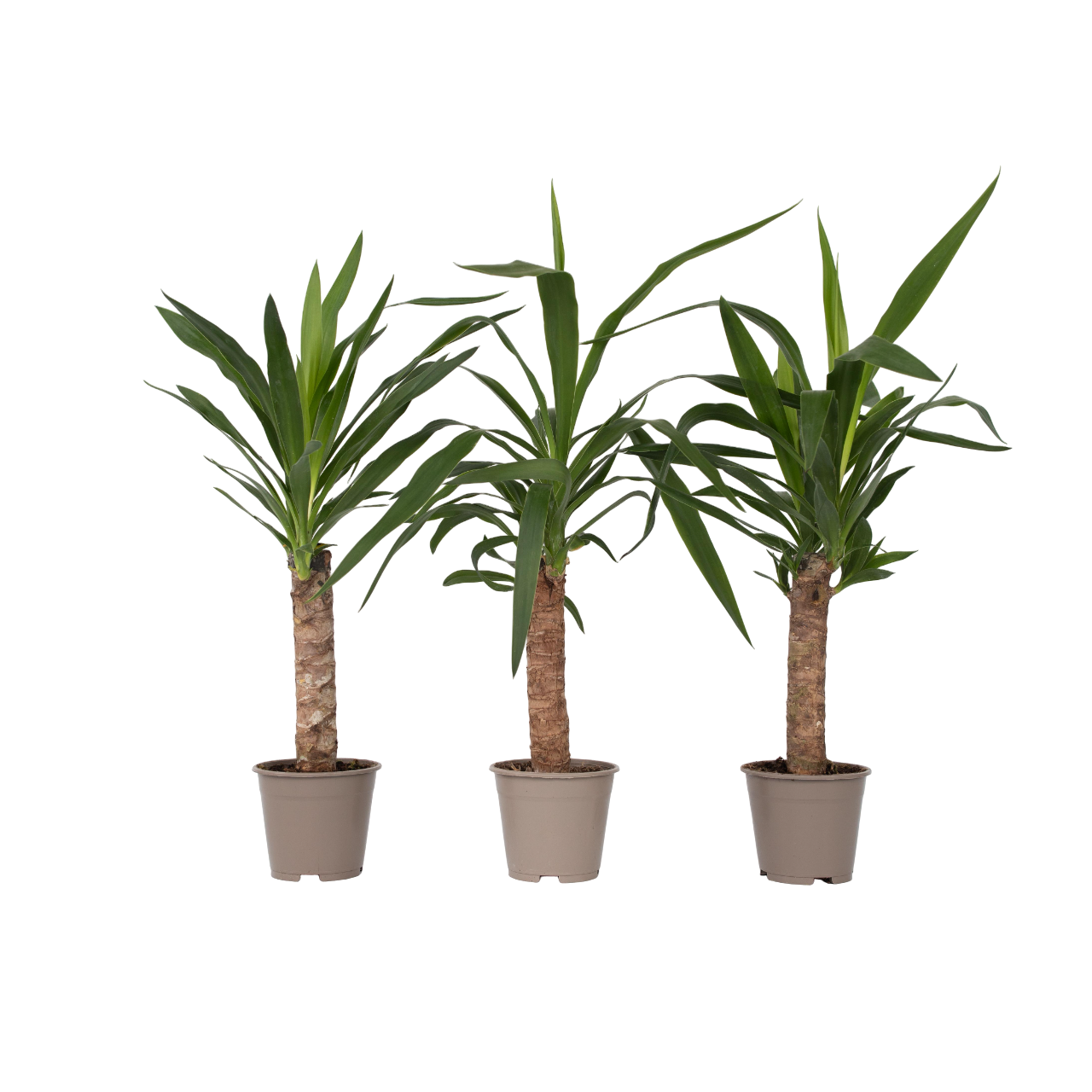 Common Yucca - 3 Pcs. - Yucca Elephantipes - Height 50-60cm - ⌀14cm | Set of 3 | Green