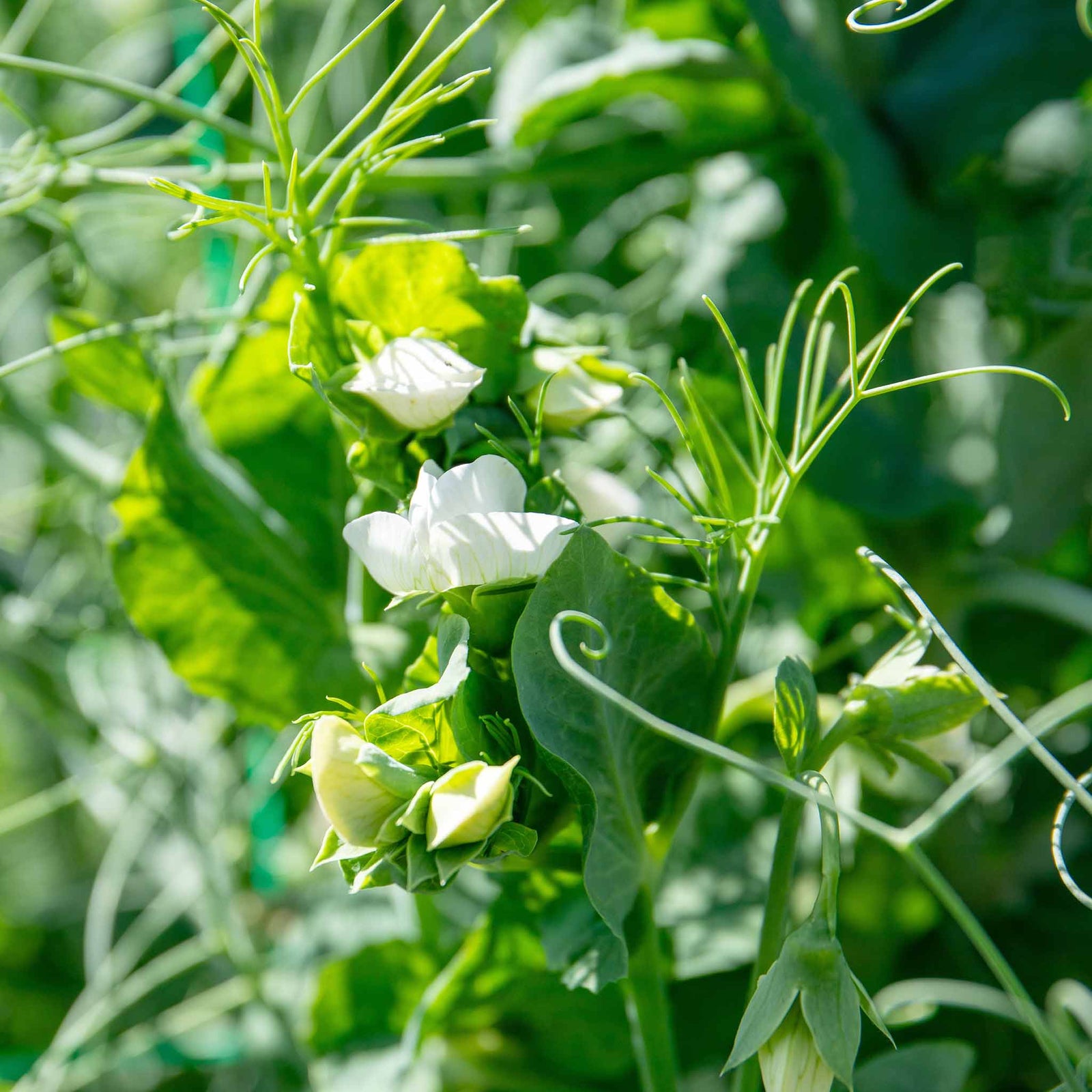 Pea Seeds 'ruselargo' Maincrop, Disease-resistant | 300 Seeds