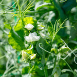 Pea 'ruselargo' – Maincrop, Disease-resistant (multi-sown ) | 12 x Plug Plants | Green