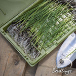 Walla Walla Sweet Onion Plant Seedlings | Set of 20