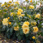 Rose 'precious Gold' Floribunda (golden Yellow, ) | 1 x Bare Root | Yellow