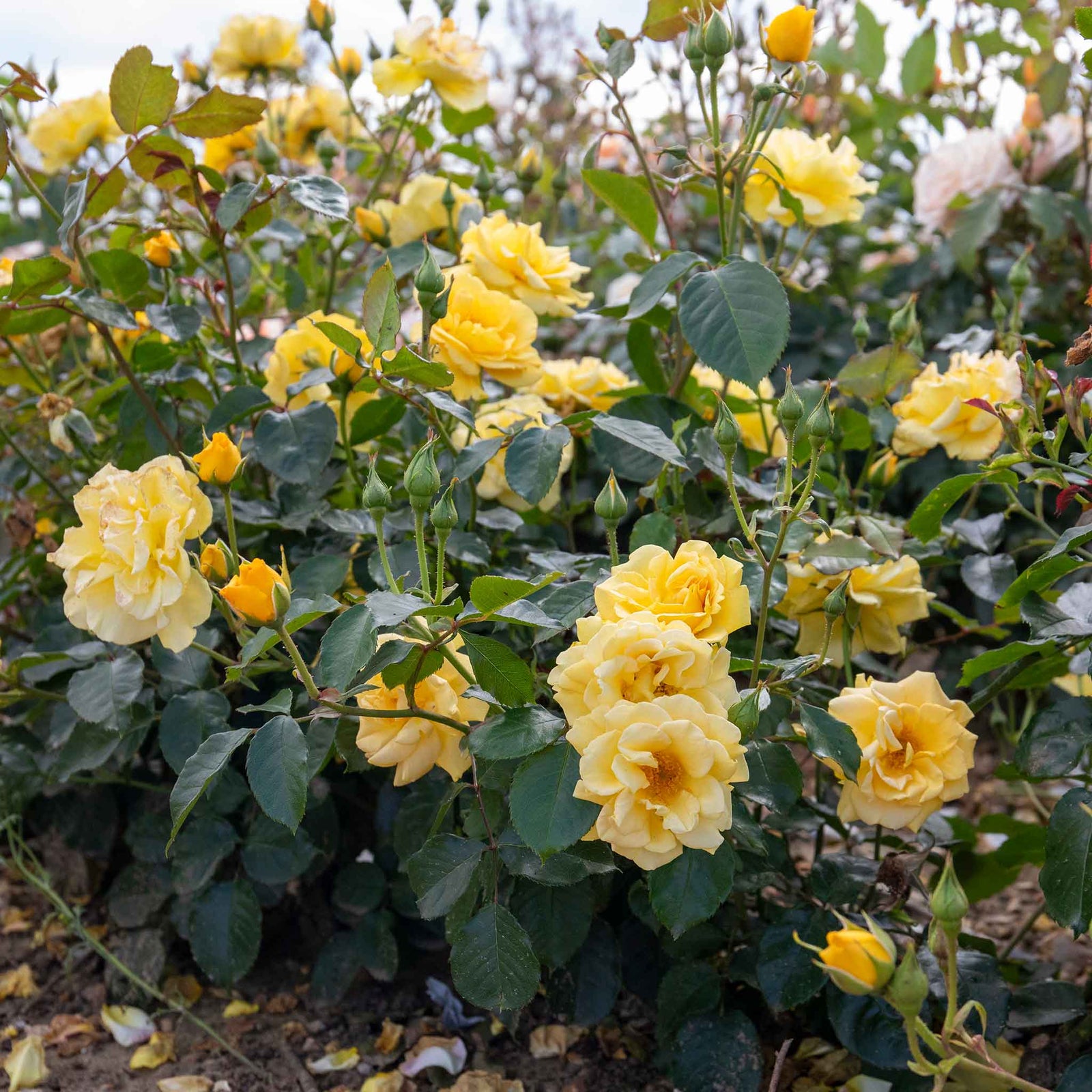 Rose 'precious Gold' Floribunda (golden Yellow, ) | 1 x Bare Root | Yellow