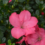 Azalea - Rhododendron Azalea 'Anouk' - Height 25-40cm - ⌀17cm | Set of 2 | Pink