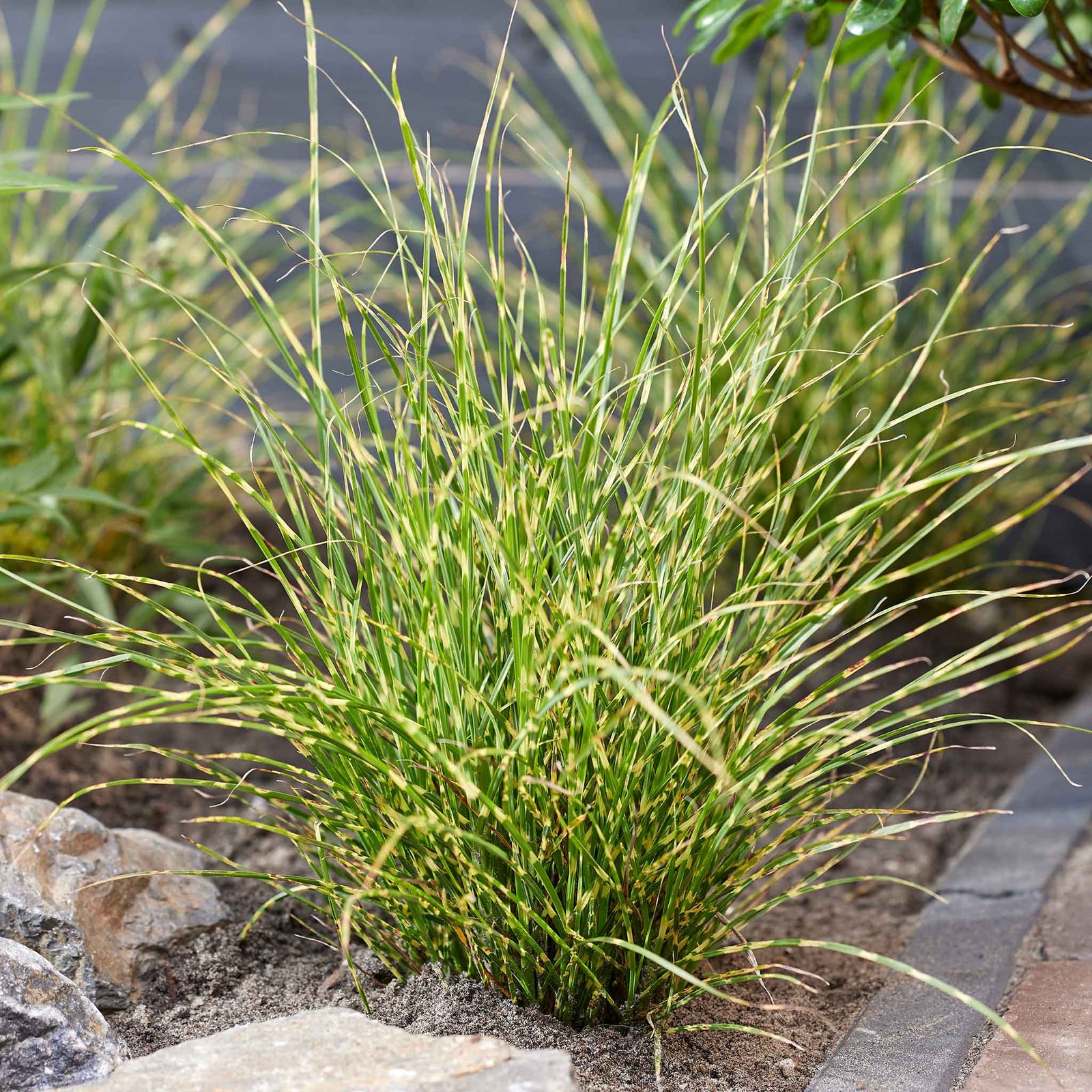 Miscanthus 'little Tiger' Dwarf Ornamental Grass | 3 x 9cm