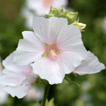 Lavatera 'marshmallow White Ice' | 1 x 9cm | White