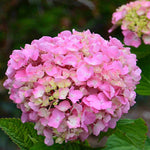 Hydrangea So Long Rosy Coumont - 8cm pot | Set-of-1 | Pink