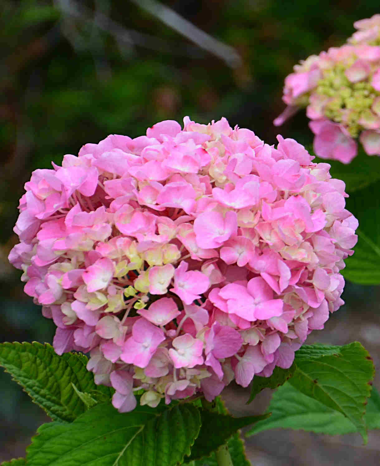 Hydrangea So Long Rosy Coumont - 8cm pot | Set-of-1 | Pink