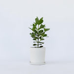 Autograph Tree - Clusia Rosea 'princess' - Height 50-60cm - ⌀17cm | Set of 1 | Green