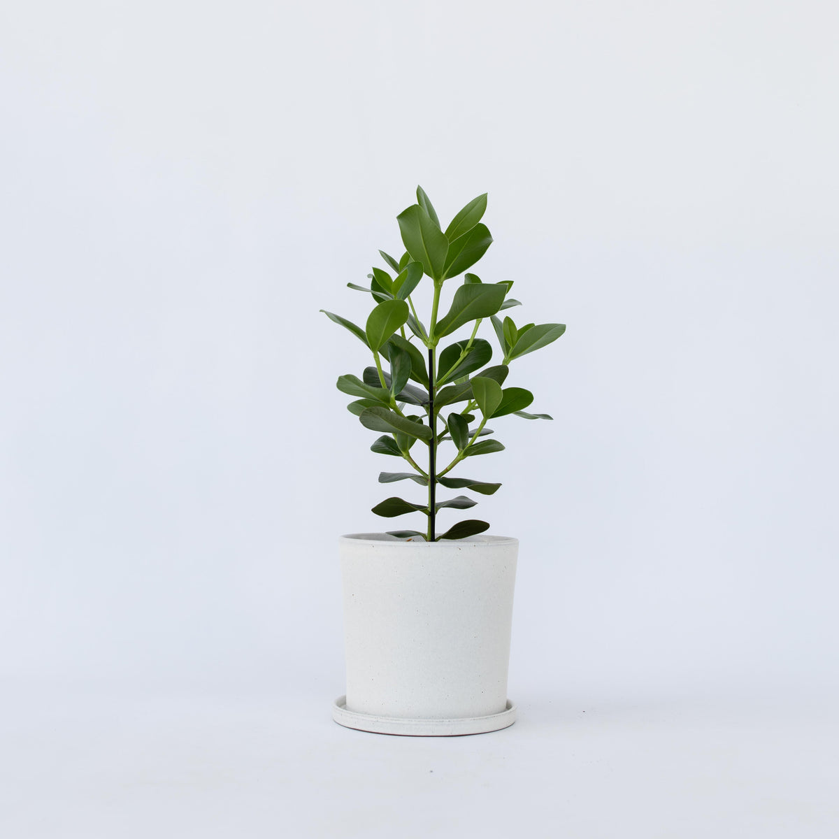 Autograph Tree - Clusia Rosea 'princess' - Height 50-60cm - ⌀17cm | Set of 1 | Green