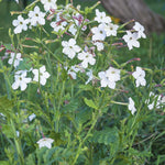 Thompson & Morgan Fragrant White Flowering Nicotiana Affinis 12 X Garden Ready Plants