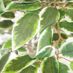 Artificial 130cm Large Realistic White Edge Ficus Artificial Plant Tree