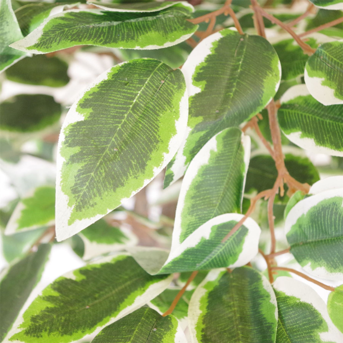 130cm Large Realistic White Edge Ficus Artificial Tree