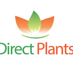 The Rear Tall Height Selection Garden Border Mix Large Mature Plants Supplied In 3 Litre Pots | Set-of-12