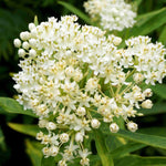 Prized Asclepias Collection - 3 Bare Roots ( 1 Of Each)