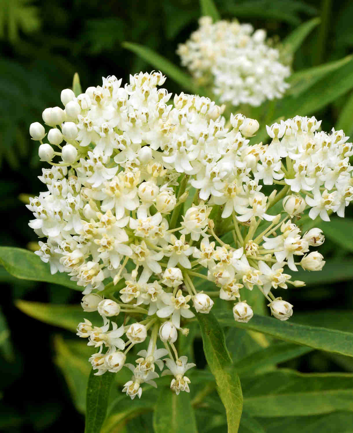 Prized Asclepias Collection - 3 Bare Roots ( 1 Of Each)