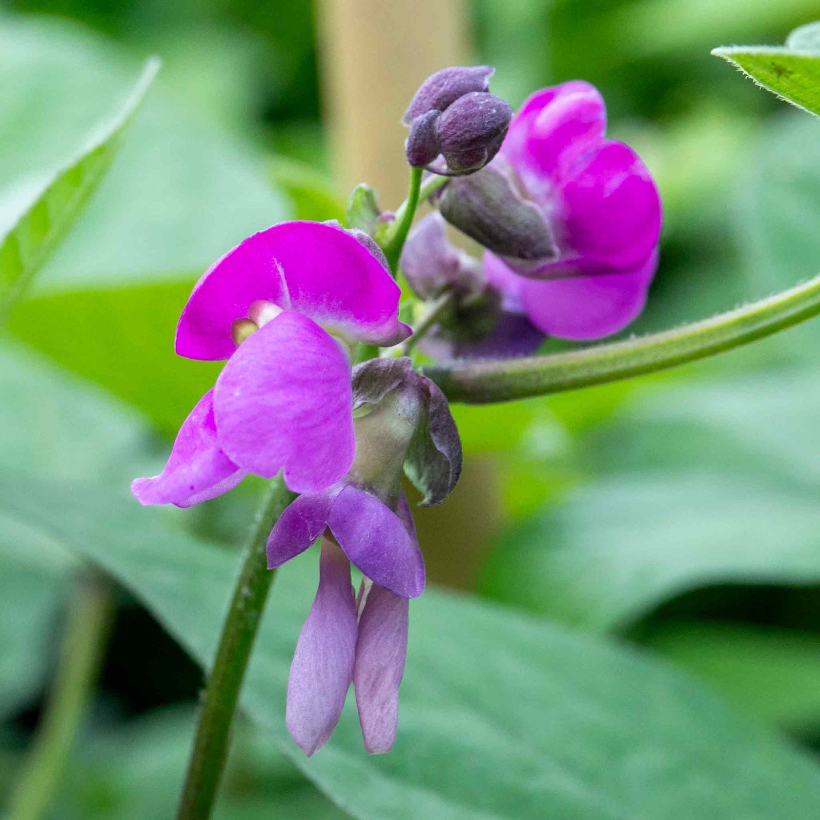 French Bean Carminat, Climbing Stringless Purple Pods | 50 Seeds | Purple & Green