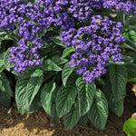 Heliotrope 'honey Blue' - Compact Fragrant Container Plug Plants | 12 x Plug Plants | Purple