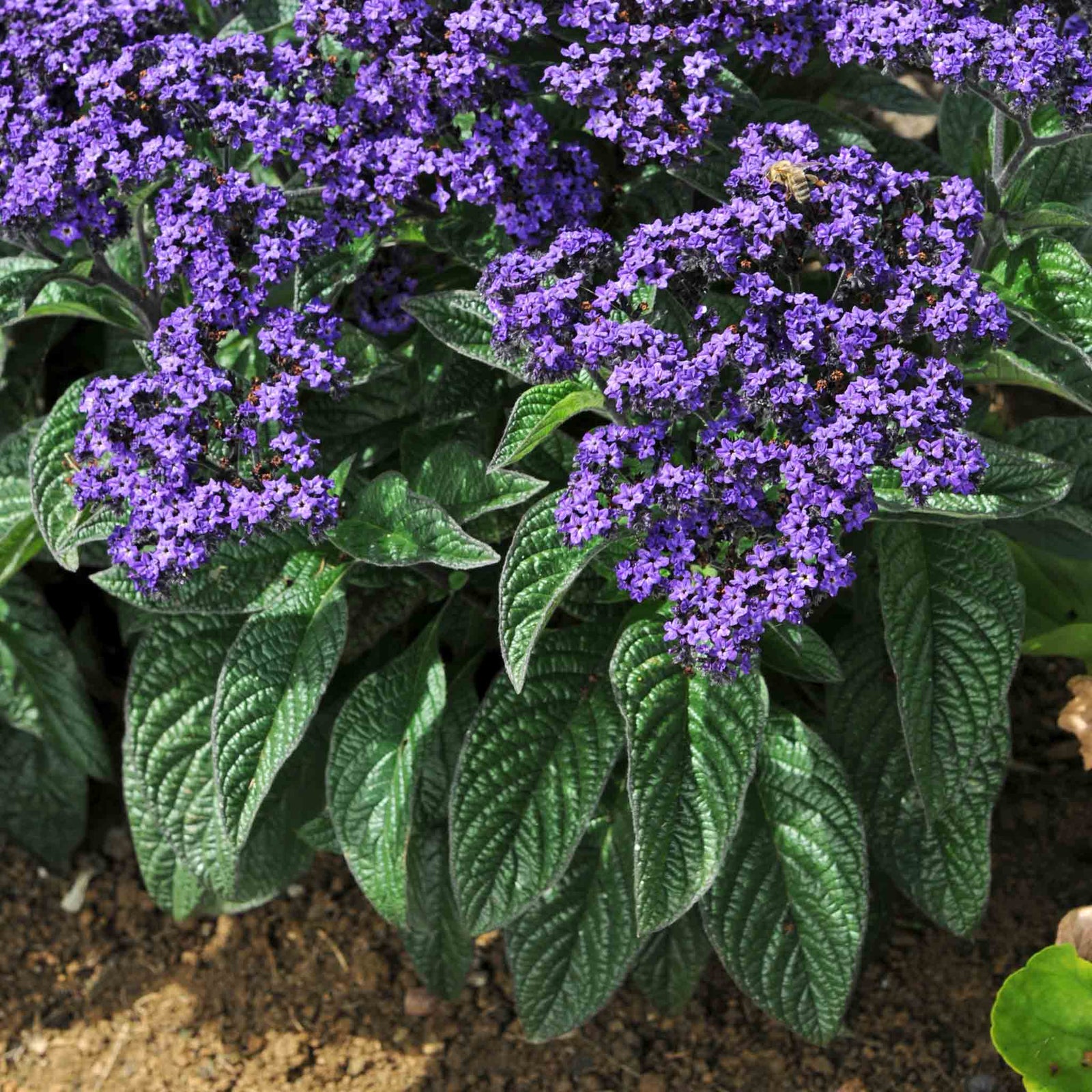 Heliotrope 'honey Blue' - Compact Fragrant Container Plug Plants | 12 x Plug Plants | Purple