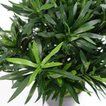 Artificial 40cm Podocarpus Bush Plant