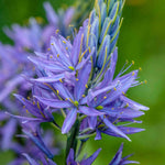 Camassia Leichtlinii Subs Sukdorfii Caerulea - Bulbs | 5 x Bulbs | Blue