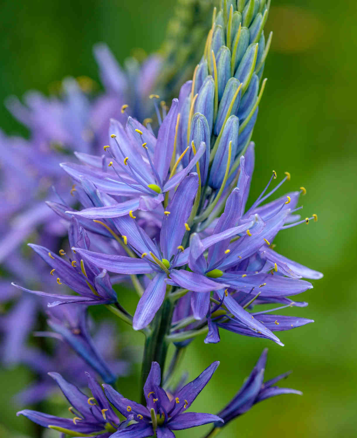 Camassia Leichtlinii Subs Sukdorfii Caerulea - Bulbs | 5 x Bulbs | Blue
