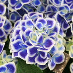 Hydrangea Bicolor Bavaria 10.5cm Potted Plant | Set of 1
