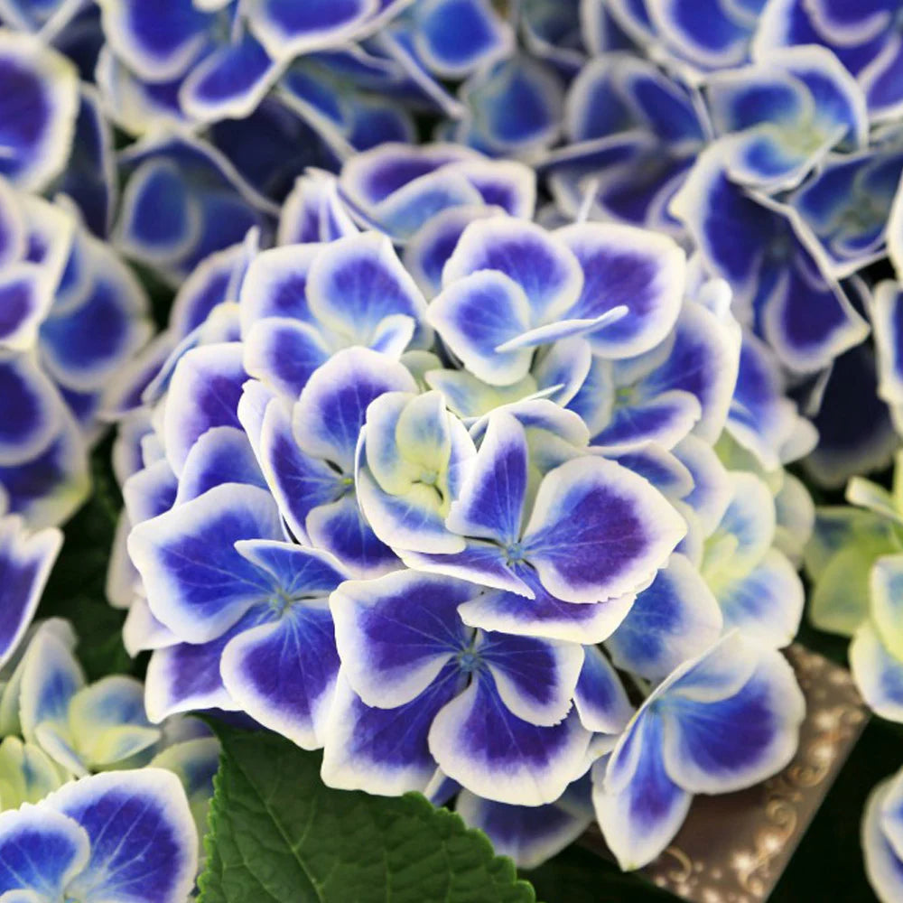 Hydrangea Bicolor Bavaria 10.5cm Potted Plant | Set of 1