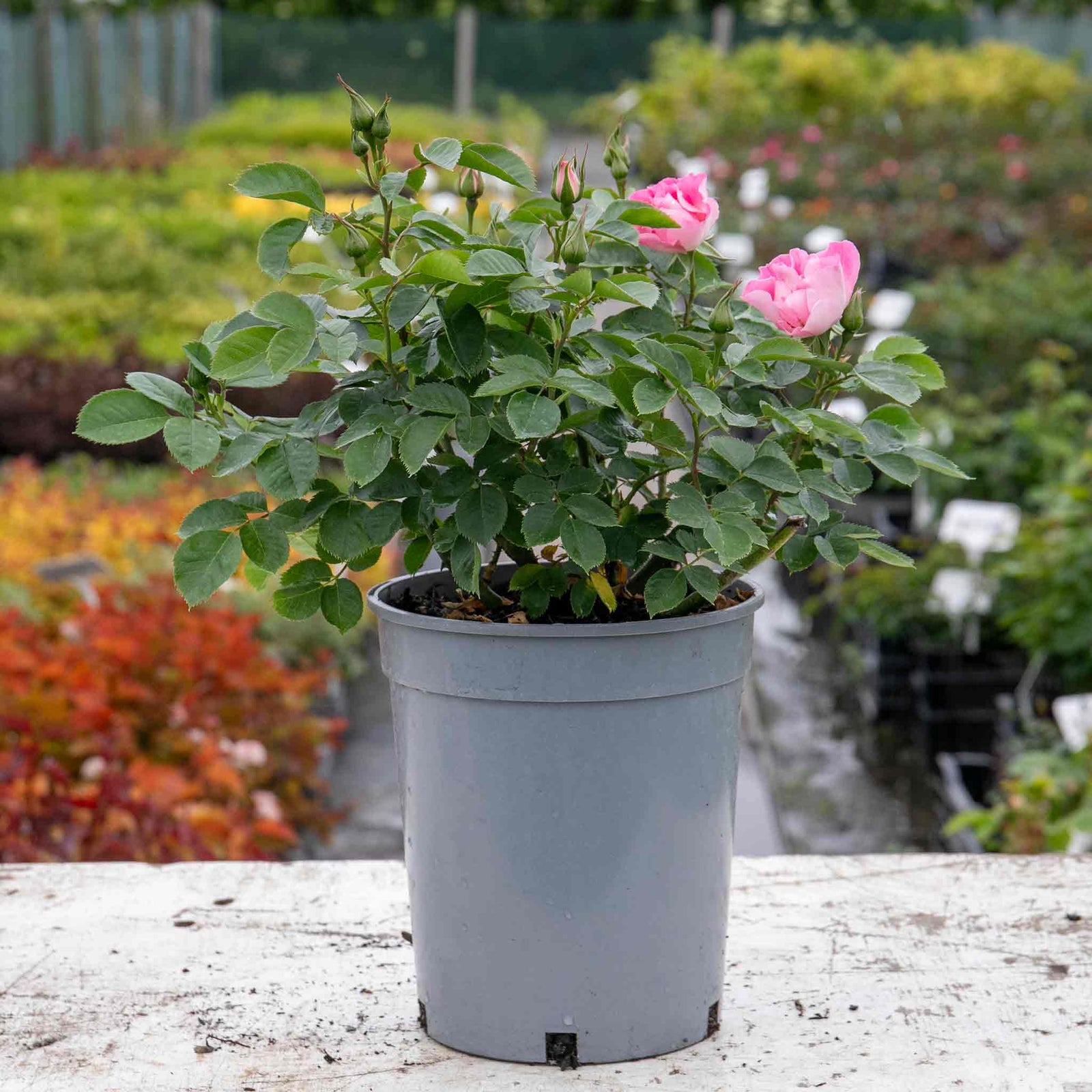 Rose 'see You In Rosé' (persica Floribunda, Fragrant, Pollinator-friendly) | 1 x Bare Root | Pink