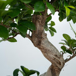 Curtain Fig - 2 Pcs. - Ficus Microcarpa 'ginseng' - Height 55-65cm - ⌀20cm | Set-of-2 | Green
