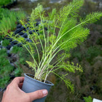 Fennel (foeniculum Vulgare) Plants | 3 x 9cm | Lime Green
