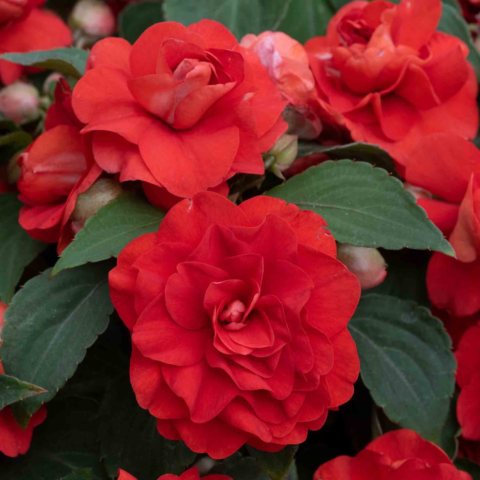 Busy Lizzie (impatiens) Double Bright Red | 12 x Plug Plants | Bright Red