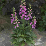 Digitalis Panther Perennial Foxglove - XL plug plants | Set of 3 | Pink