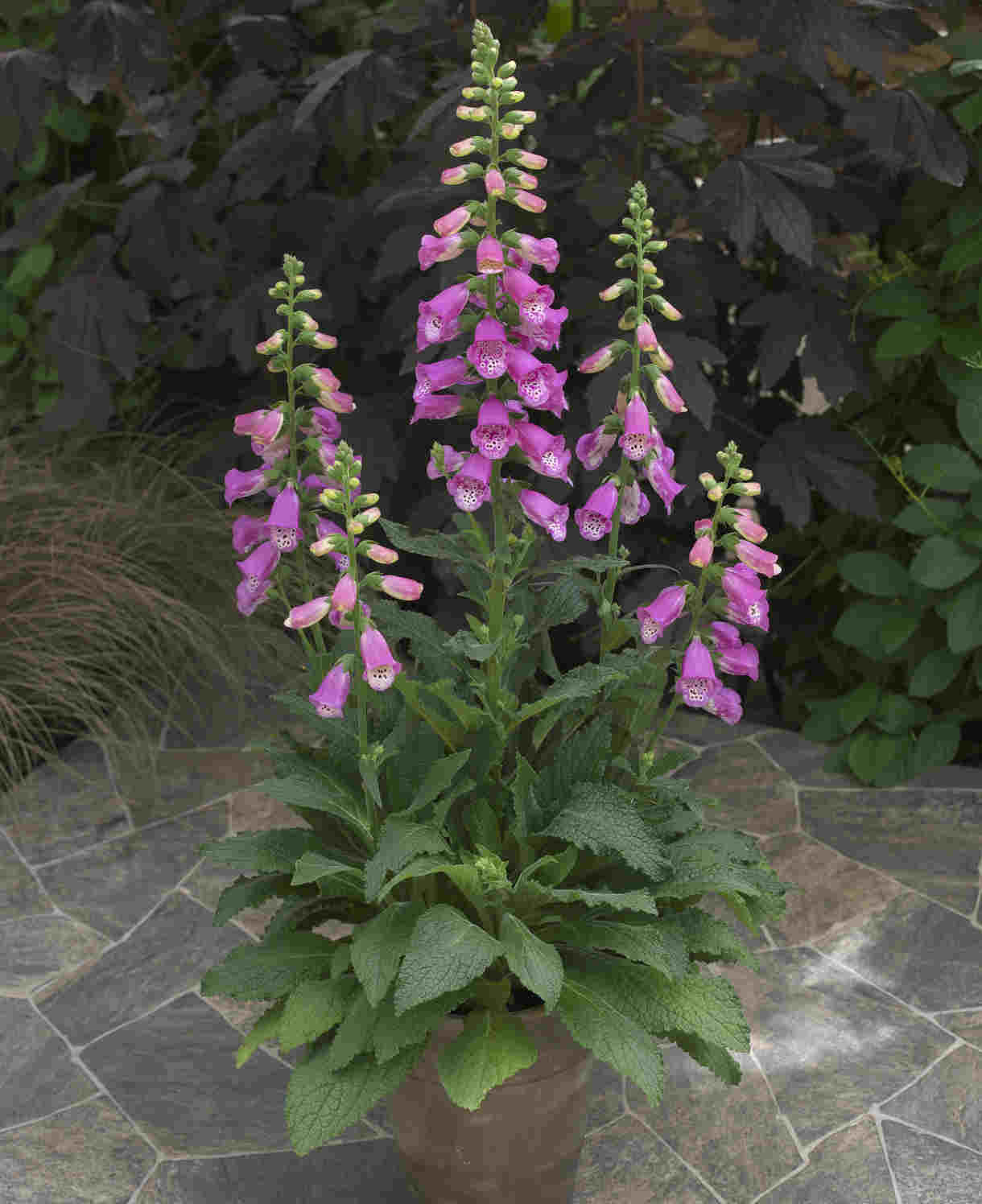 Digitalis Panther Perennial Foxglove - XL plug plants | Set of 3 | Pink