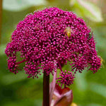 Hayloft Angelica gigas - 9cm Pots