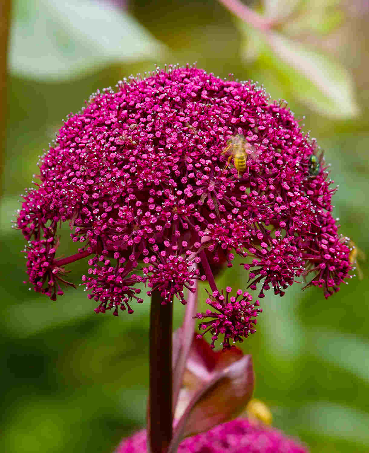 Hayloft Angelica gigas - 9cm Pots