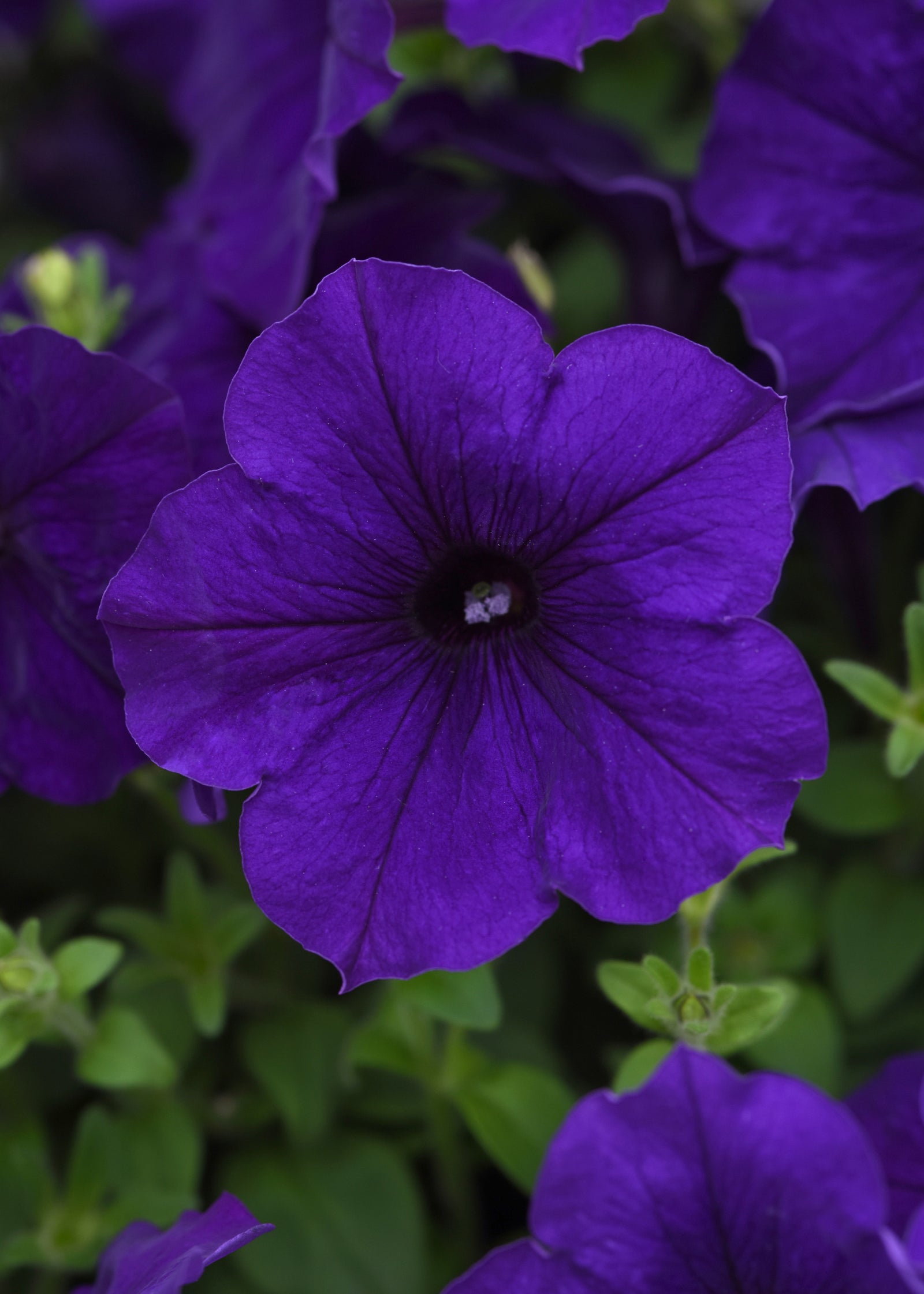 The Ready-to-Plant Summer Basket Kit – Everything You Need