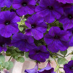 The Ready-to-Plant Summer Basket Kit – Everything You Need