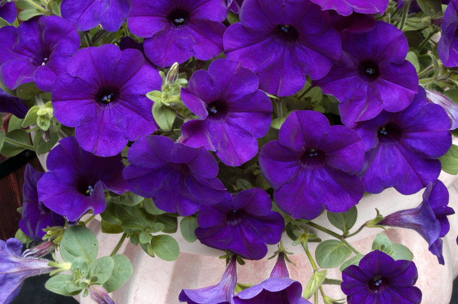 The Ready-to-Plant Summer Basket Kit – Everything You Need