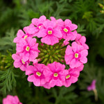 The Ready-to-Plant Summer Basket Kit – Everything You Need