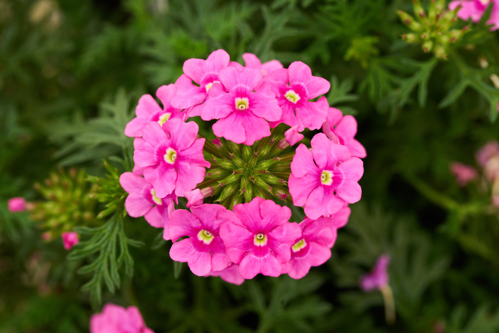 The Ready-to-Plant Summer Basket Kit – Everything You Need