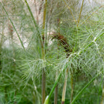 Bronze Fennel (foeniculum Vulgare 'purpureum') | 1 x 1L | Purple & Green