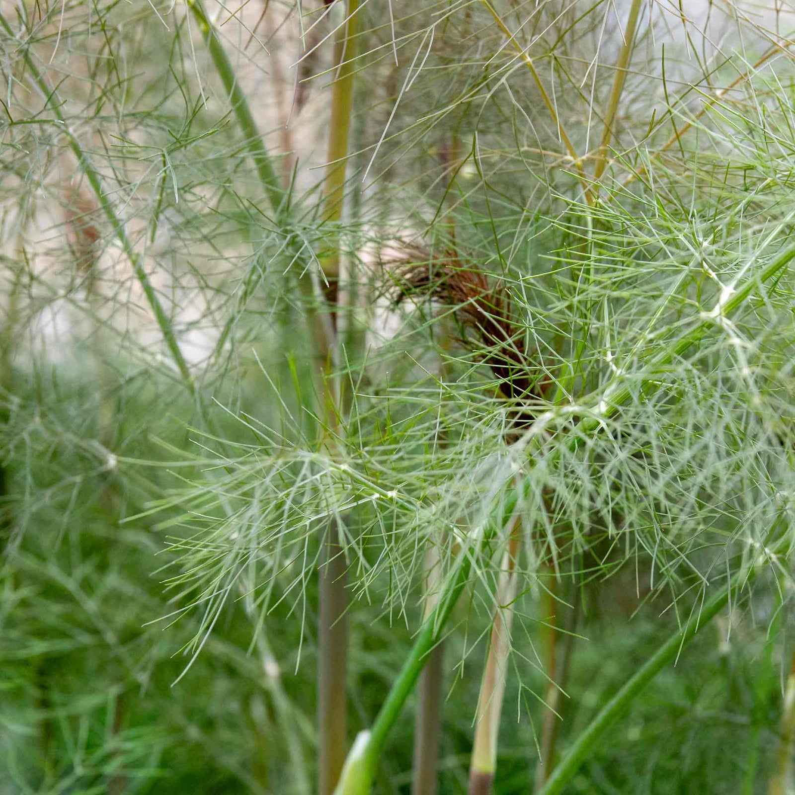 Bronze Fennel (foeniculum Vulgare 'purpureum') | 1 x 1L | Purple & Green